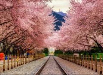 Cherry Blossom Festival Package - Shillong