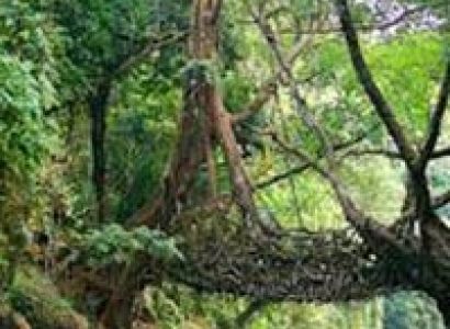 Kaziranga with Meghalaya Tour