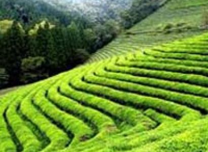 Beautiful Darjeeling Tour