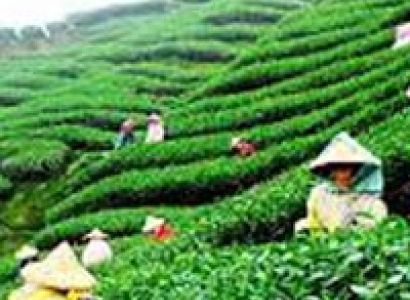 Beautiful Darjeeling Tour