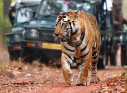 Wildlife Tour Jaipur - Ranthambore