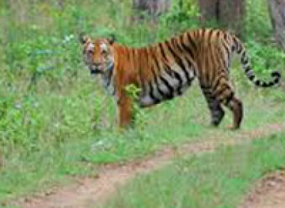 Short Escape to Bandipur National Park Tour