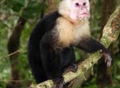 South India Tour with Wildlife