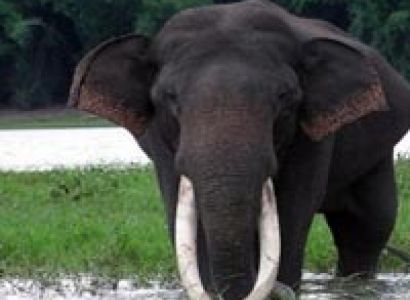 3 Days Periyar Tour with Tree house