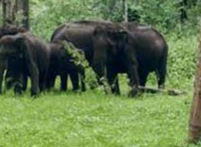 Short Escape to Bandipur National Park