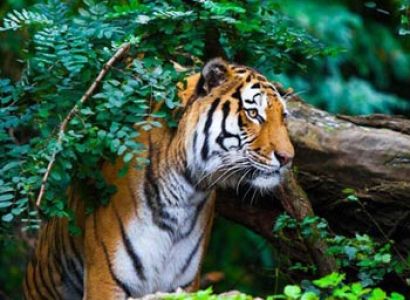 Corbett Nainital Tour