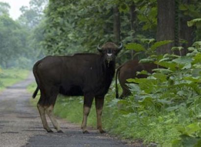 Tadoba Wildlife century Chandrapur