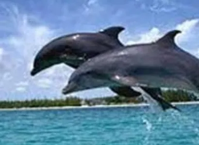 Dolphin