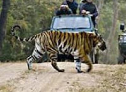 Bandhavgarh Wildlife Century Tour