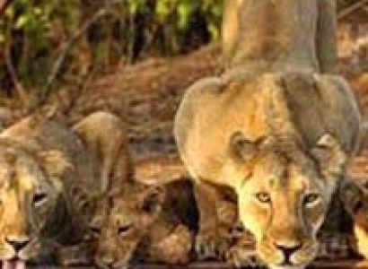 Kanha Wildlife Sanctuary Tour