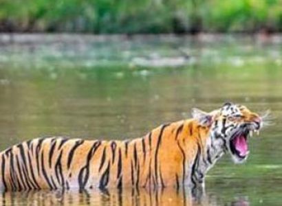 Pench National Park Tour Package