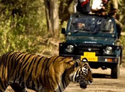 Barnawapara Wildlife Sanctuary Tour