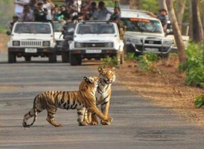 Kanha National park 3