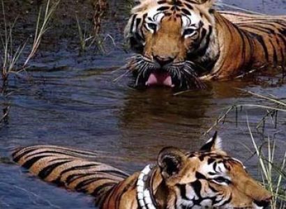 Packages in Jagdalpur