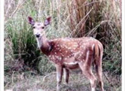 Kanha Kisli National Park Tour Package