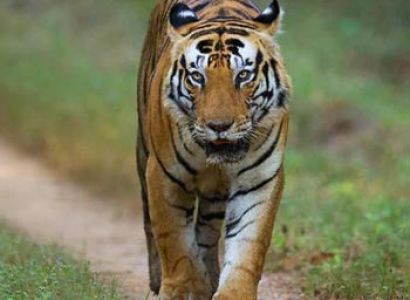 Kanha Kisli National Park Tour Package