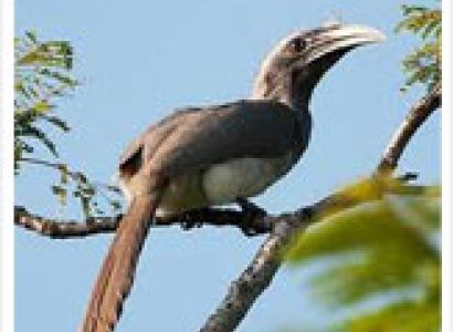 Kanha Jangale Safari Park Tour Package