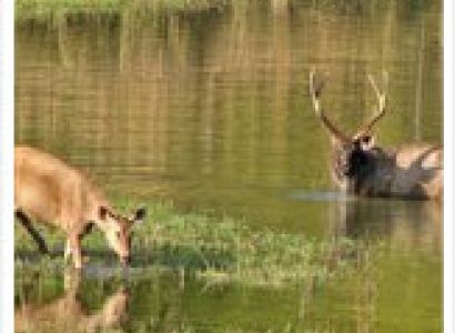 Kanha Jangale Safari Park Tour Package