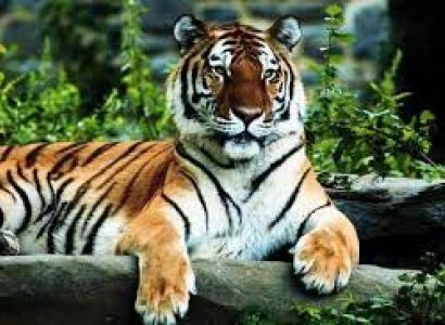 Kanha National Safari Package MP