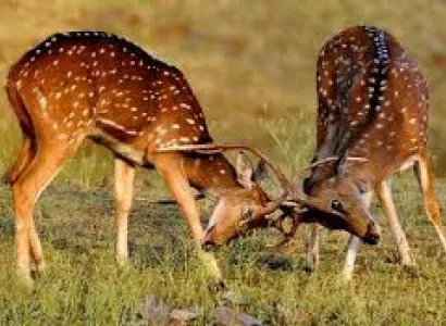 Barnawapara Wildlife Sanctuary Tour Package