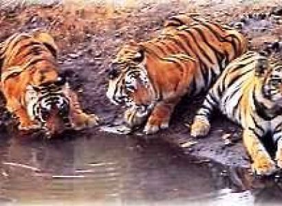 Kanha National Park Tour