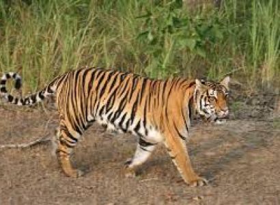 Kanha Tiger Reserve Tour Package from Delhi