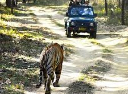 Kanha Tiger Reserve Tour Package from Delhi