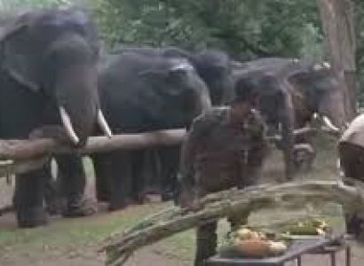 Kanha Tiger Reserve Tour Package from Delhi