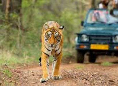 Kanha National Park Trip