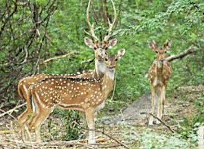 Bandhavgarh Kanha tour Package from Mumbai