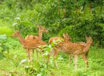 Kanha Kisli National Park Tour Package