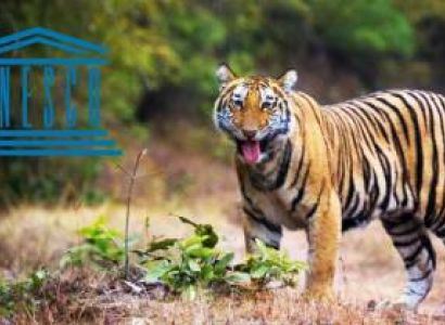 Bandhavgarh Kanha tour Package from Mumbai