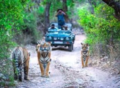 Bandhavgarh Kanha tour Package from Mumbai