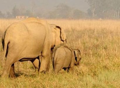 Uttarakhand Delight Tour