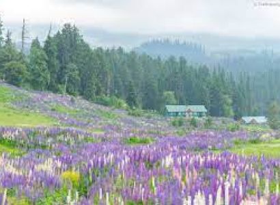 Package for Kashmir 4 nights 5 days