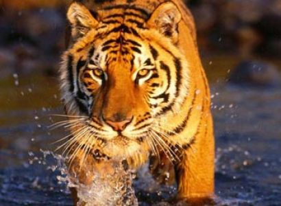 Short Escape to Sundarbans Tour
