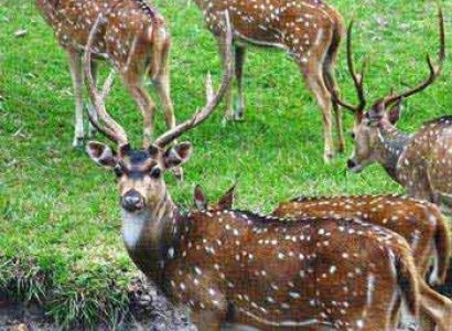 Bandipur National Park Tour