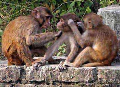 Sunderban Wilderness Tour