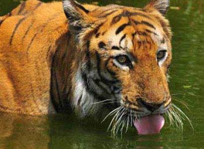 Short Escape to Sundarbans Package