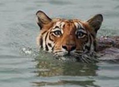 Royal Sunderban With Exotic Kolkata Package