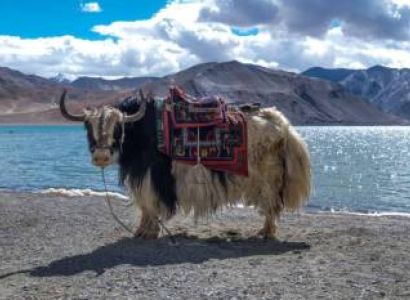 7 Night 8 Days Leh Program With Merak And Tsomoriri