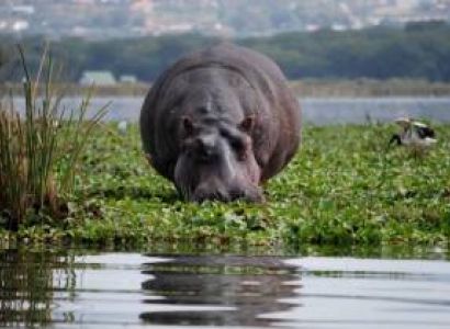 7 Days Aberdare - Nakuru - Naivasha And Amboseli Tour