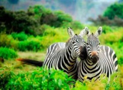 7 Days Kenya And Tanzania Safari Tour