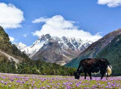 Sweet Memory Of Khangchendzongha Tour