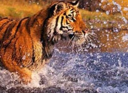 Sundarbans Tour Package