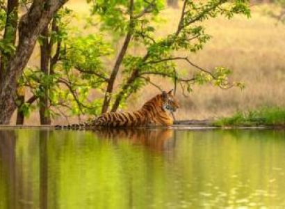 Forts & Wildlife Package