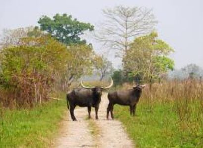 3 Nights and 4 Days Kaziranga and Guwahati