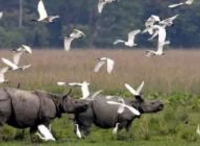 3 Nights and 4 Days Kaziranga and Guwahati