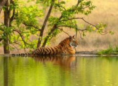 4 Nights and 5 days Kaziranga Shillong Tour