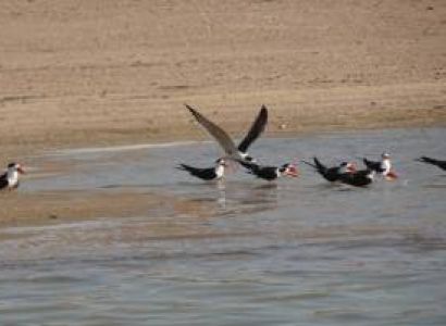Taj Mahal Chambal Safari Tour
